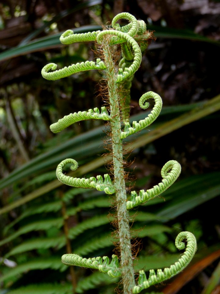 Formes délicates d'une fougère 