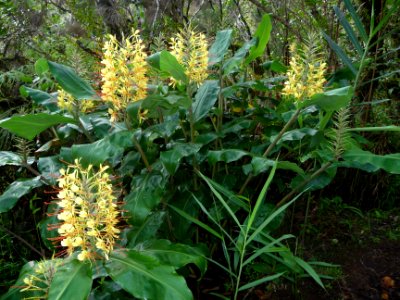 Longoses jaunes, Hedychium gardnerianum, Zingiberacées 