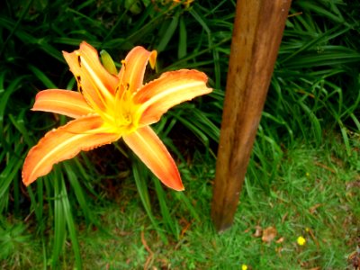 Crocosmia * crocosmiiflora, Iridacées 