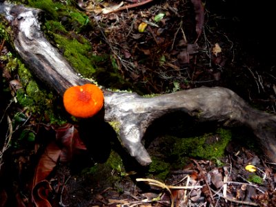 Champignon avec un très beau chapeau orangé 