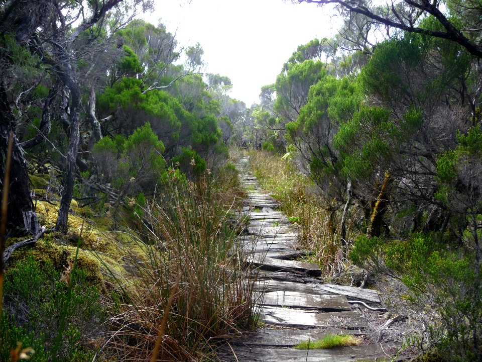 Le sentier couvert de traverses en bois chemine à travers … 