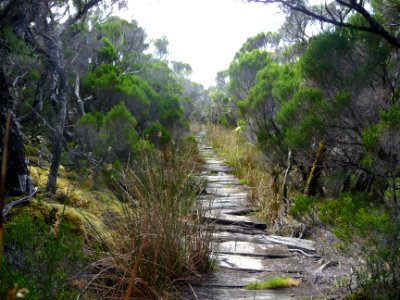 Le sentier couvert de traverses en bois chemine à travers … 