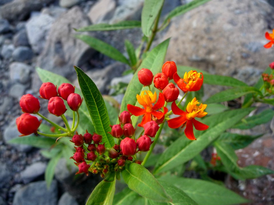 Herbe à chenilles ou Asclépiade de Curaçao, Asclepias curr… 