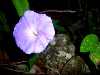 Ipomée d'Inde ou Liseron bleu, Ipomoea indica, Convolvulac… 