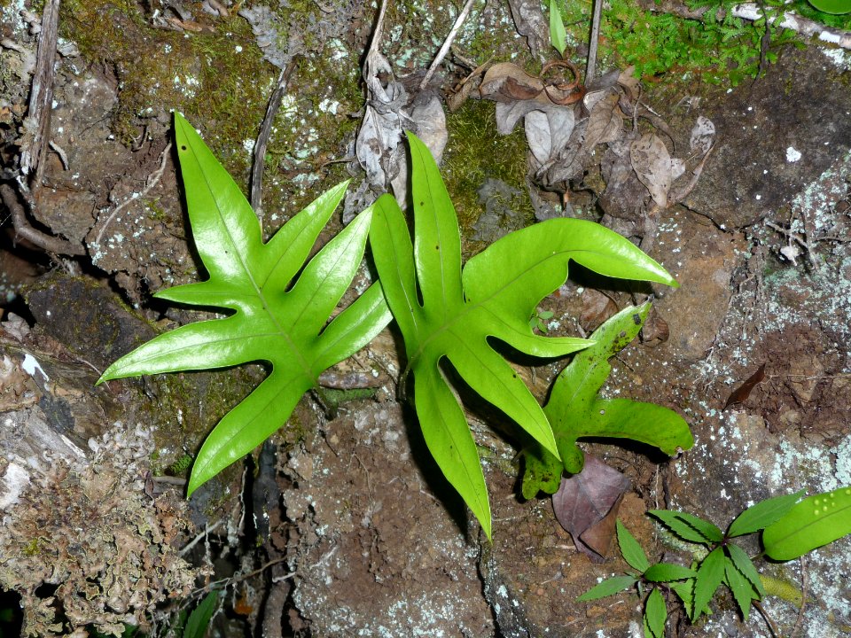 Fougère Patte de lézard, Phymatosorus scolopendria, Poly… 
