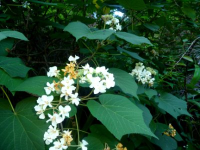 Petit Mahot ou Mahot tantat, Dombeya acutangula, Malvacées… 