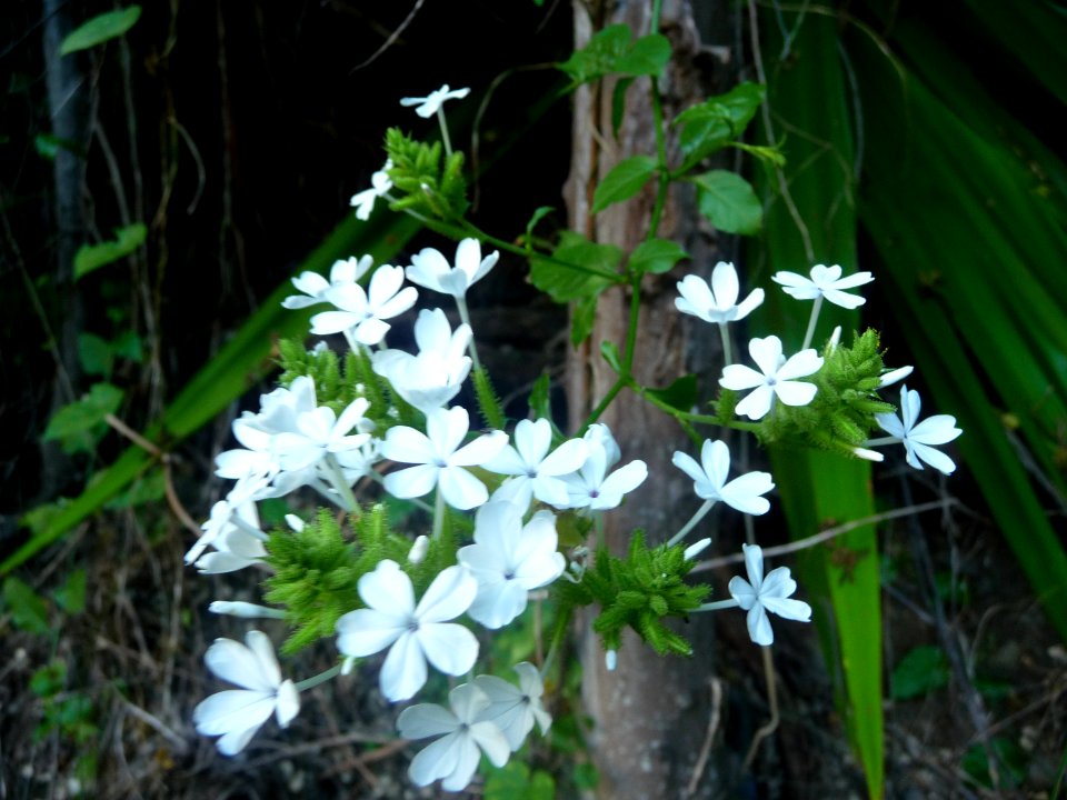 Pervenche à fleurs blanches, Plumbago zeylanica, Plombagin… 