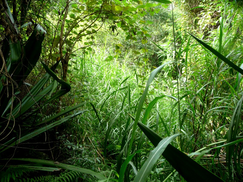 Encore des herbes hautes qui empêchent de voir la suite de… 