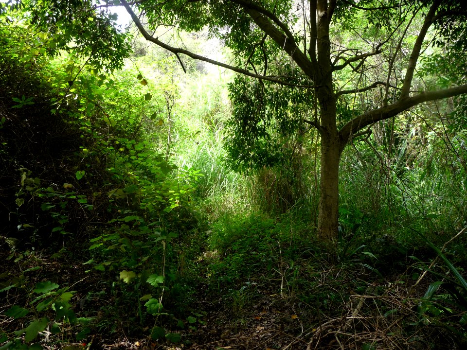 Fouillis végétal et chaleur humide 