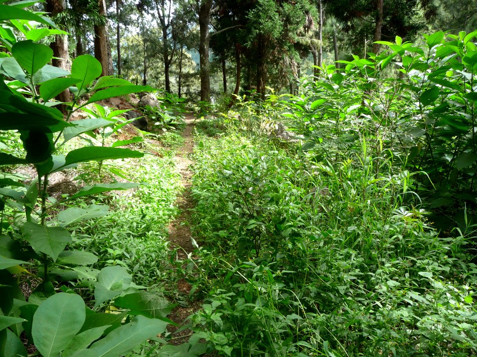 Début du sentier du Bras des Merles 