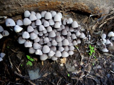 Petits champignons sous une marche du sentier 