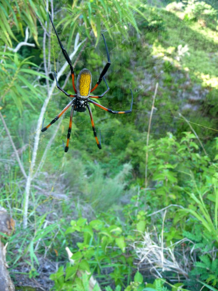 Araignée à l'abdomen couleur jaune soufre, Néphila inaurot… 