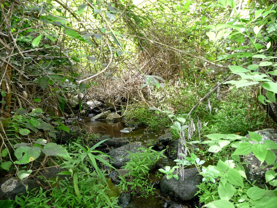 Une zone humide dans la Ravine 