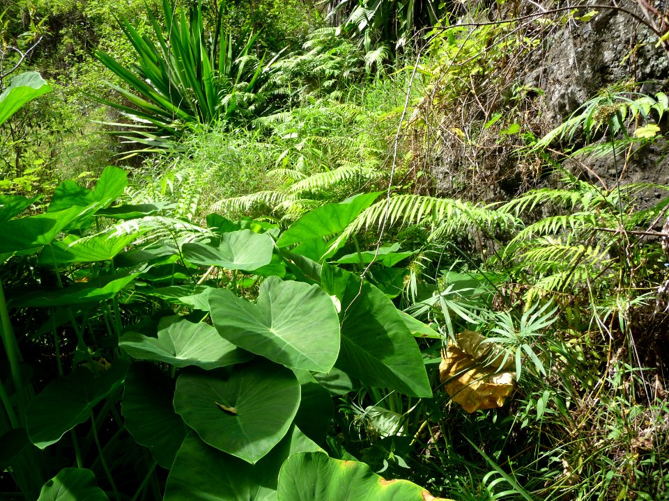 Feuilles de Songe, Colocasia esculenta, Aracées 