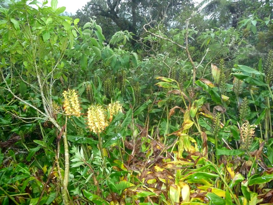 Longoses jaunes, Hedychium gardnerianum, Zingiberacées 
