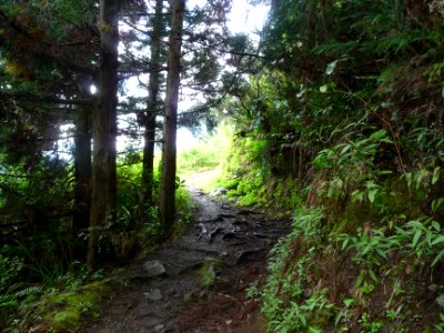 Un petit bosquet de Cryptoméria du Japon ou Cèdre du Japon… 