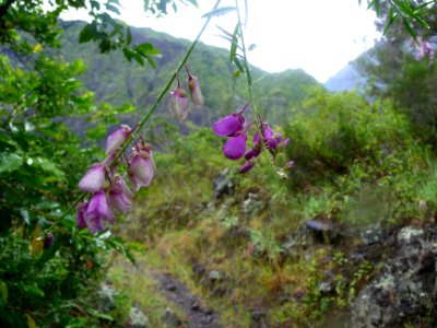 Balai pourpre ou Polygale à branchette, Polygala virgata, … 
