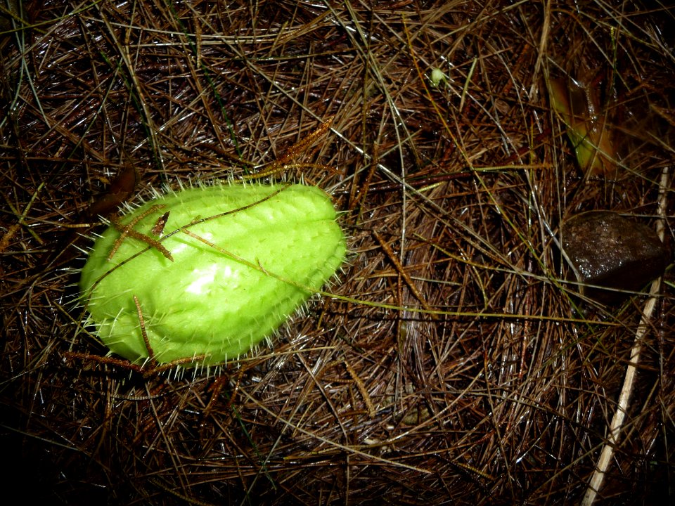 Chouchou ou Christophine, Sechium edule 
