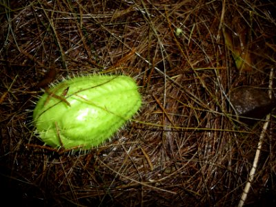 Chouchou ou Christophine, Sechium edule 