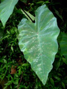 Gouttes d'eau sur une feuille de Songe, Colocasia esculent… 