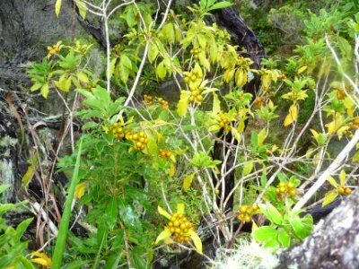 Vanillier marron ou Vanillier de Cayenne, Duranta erecta, … 