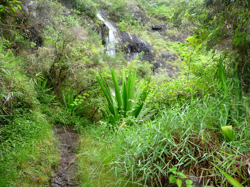 Sentier, cascade et végétation envahissante 