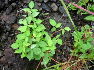 Des gouttes de pluies 