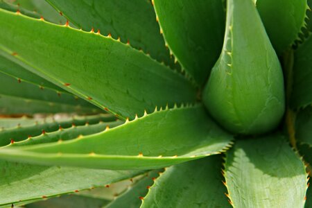 Plant nature cactus photo