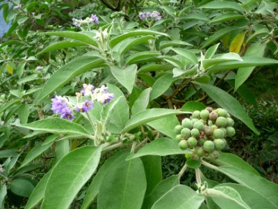 Bringellier marron ou tabac marron, Solanum auriculatum, S… 