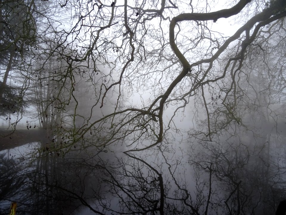 Etang du château de Courtangis, Sarthe 