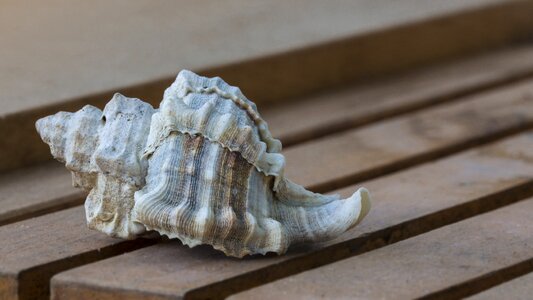 Sea shell marine nature