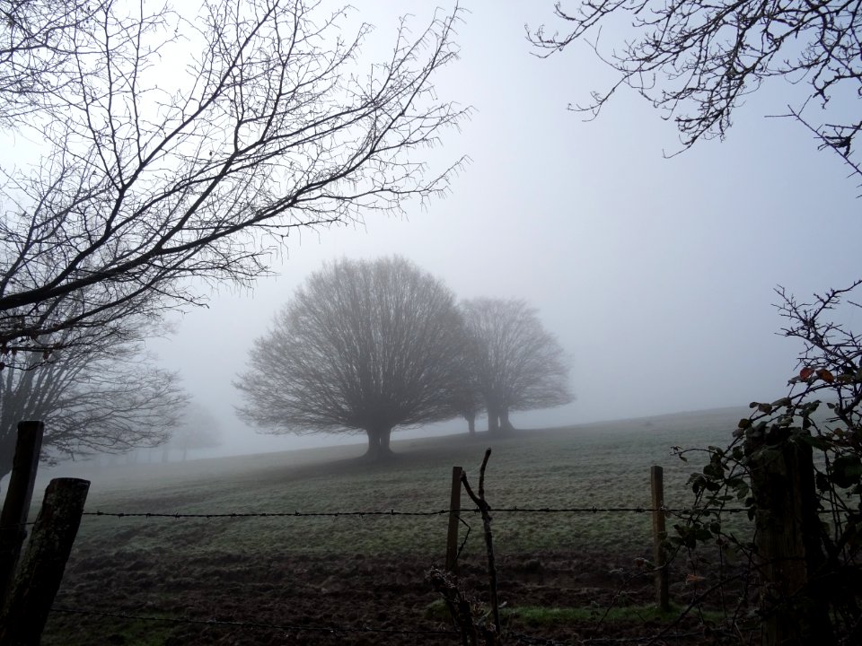 Ombres dans le brouillard 