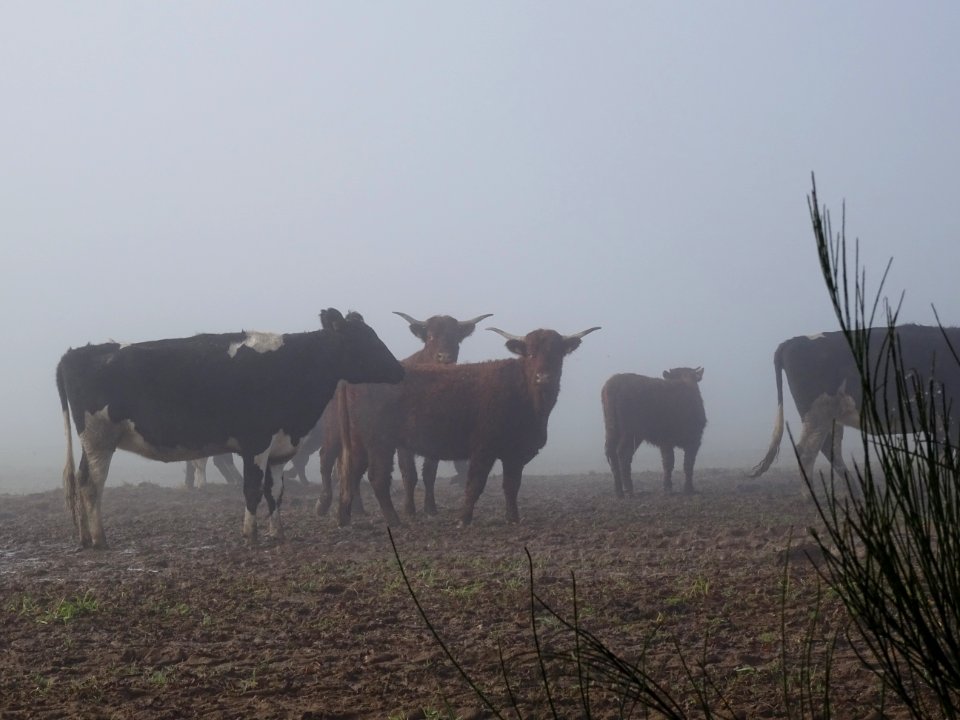 Un troupeau dans le brouillard 