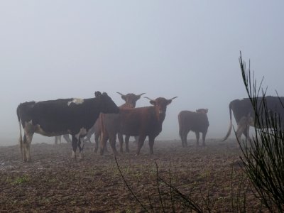 Un troupeau dans le brouillard 