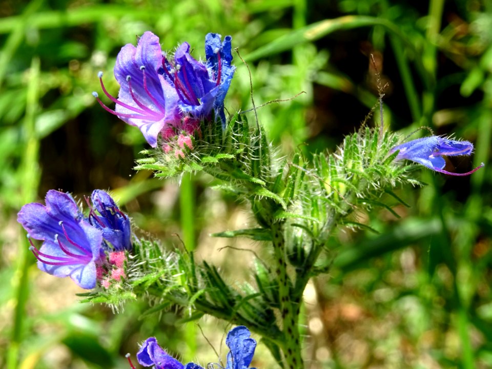Vipérine commune, Echium vulgare, Boraginacées 