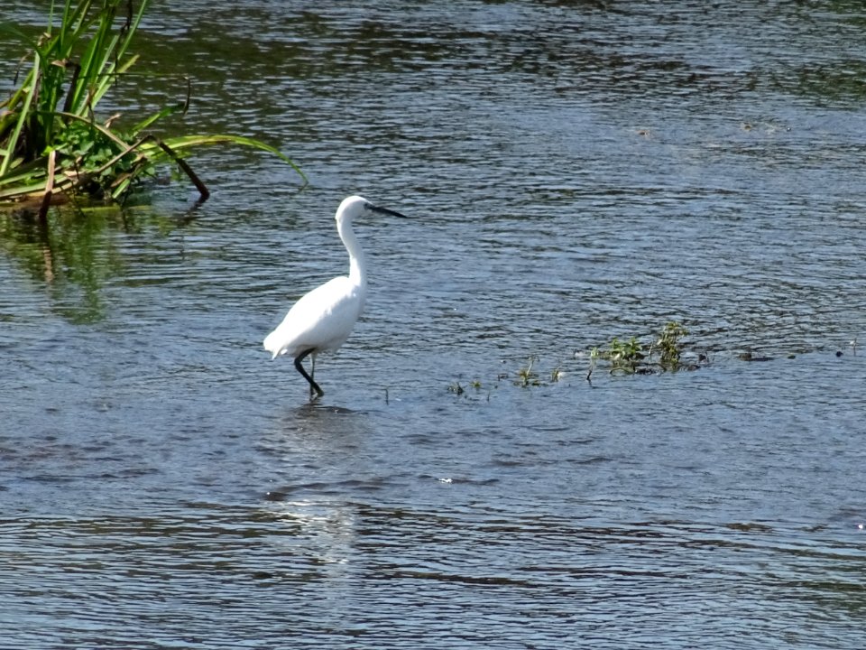 Aigrette garzette, Egretta garzetta, Ardéidés 