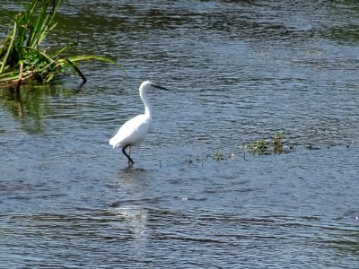 Aigrette garzette, Egretta garzetta, Ardéidés 