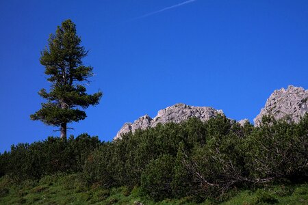 Mountain allgäu mountain tree photo