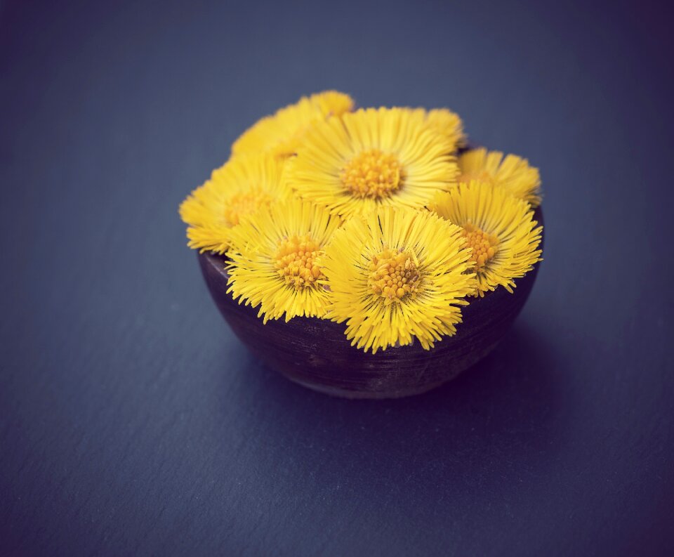 Flower yellow spring