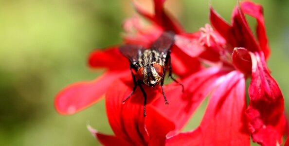 Macro insect head