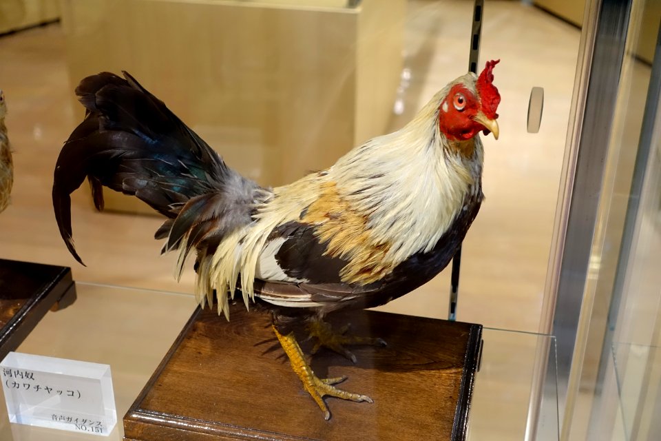 No. 151, view 2 - Food and Agriculture Museum - Setagaya, Tokyo, Japan - DSC09716