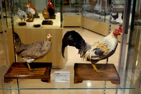 No. 151, view 1 - Food and Agriculture Museum - Setagaya, Tokyo, Japan - DSC09713