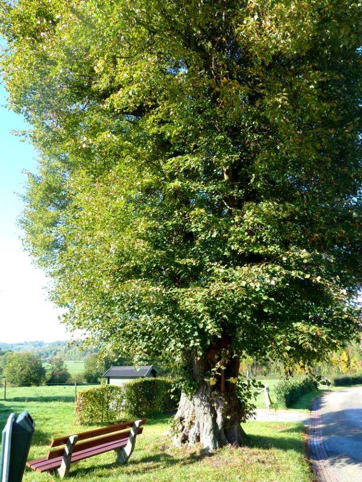 Noorbeek-Wegkruis aan boom tegenover Schey 3 (3)