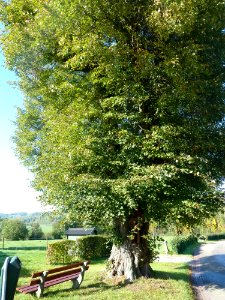 Noorbeek-Wegkruis aan boom tegenover Schey 3 (3)