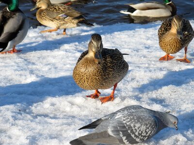 Bird birds animal photo