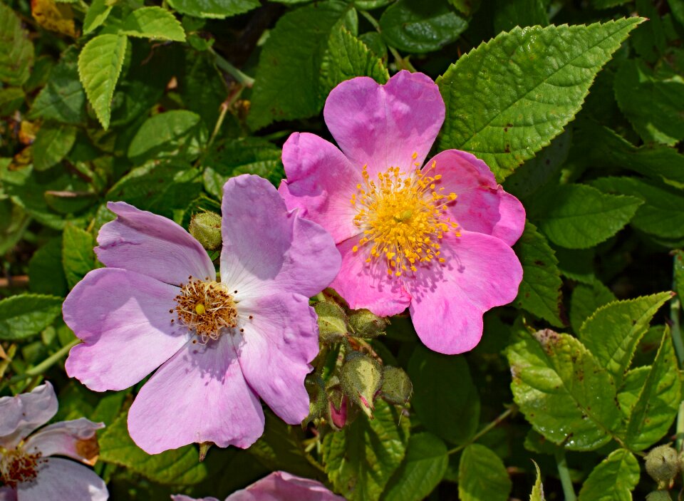 Blossom bloom plant