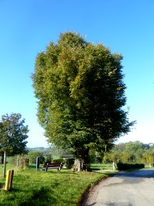 Noorbeek-Wegkruis aan boom tegenover Schey 3 (2)