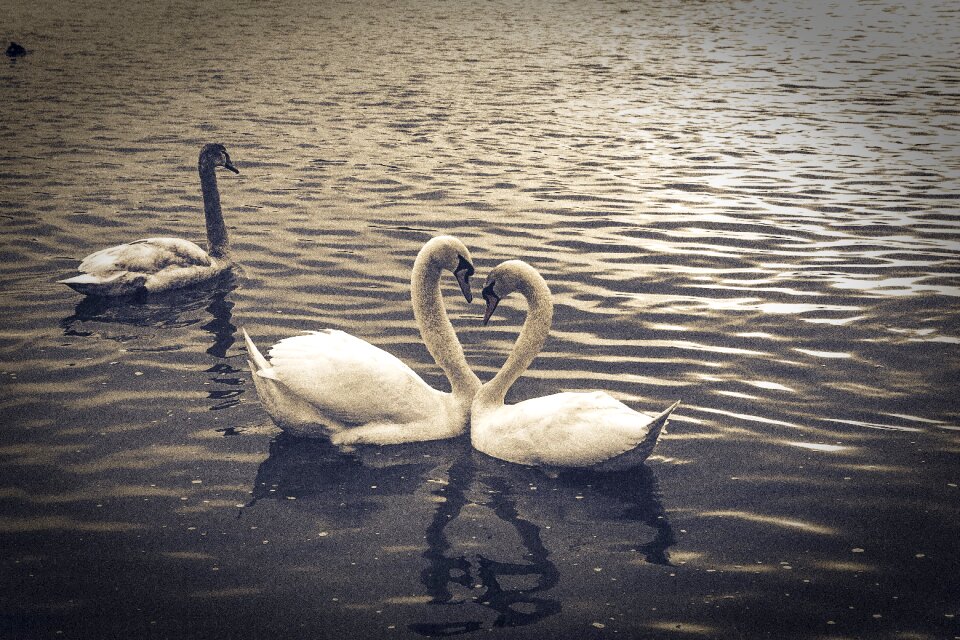 Water bird swans water