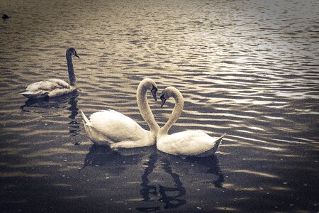 Water bird swans water