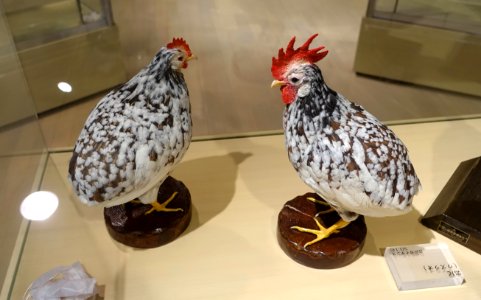 No. 145 - Food and Agriculture Museum - Setagaya, Tokyo, Japan - DSC09717
